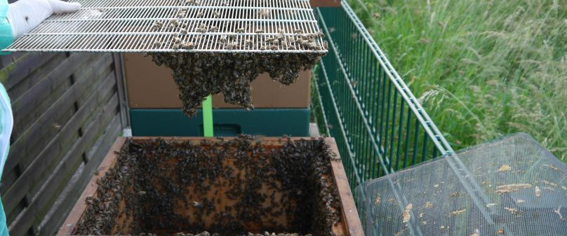 Amerikanische Faulbrut im Kreis Paderborn nachgewiesen